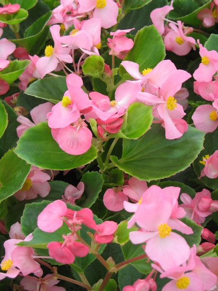 B. ‘Ambassador Pink’